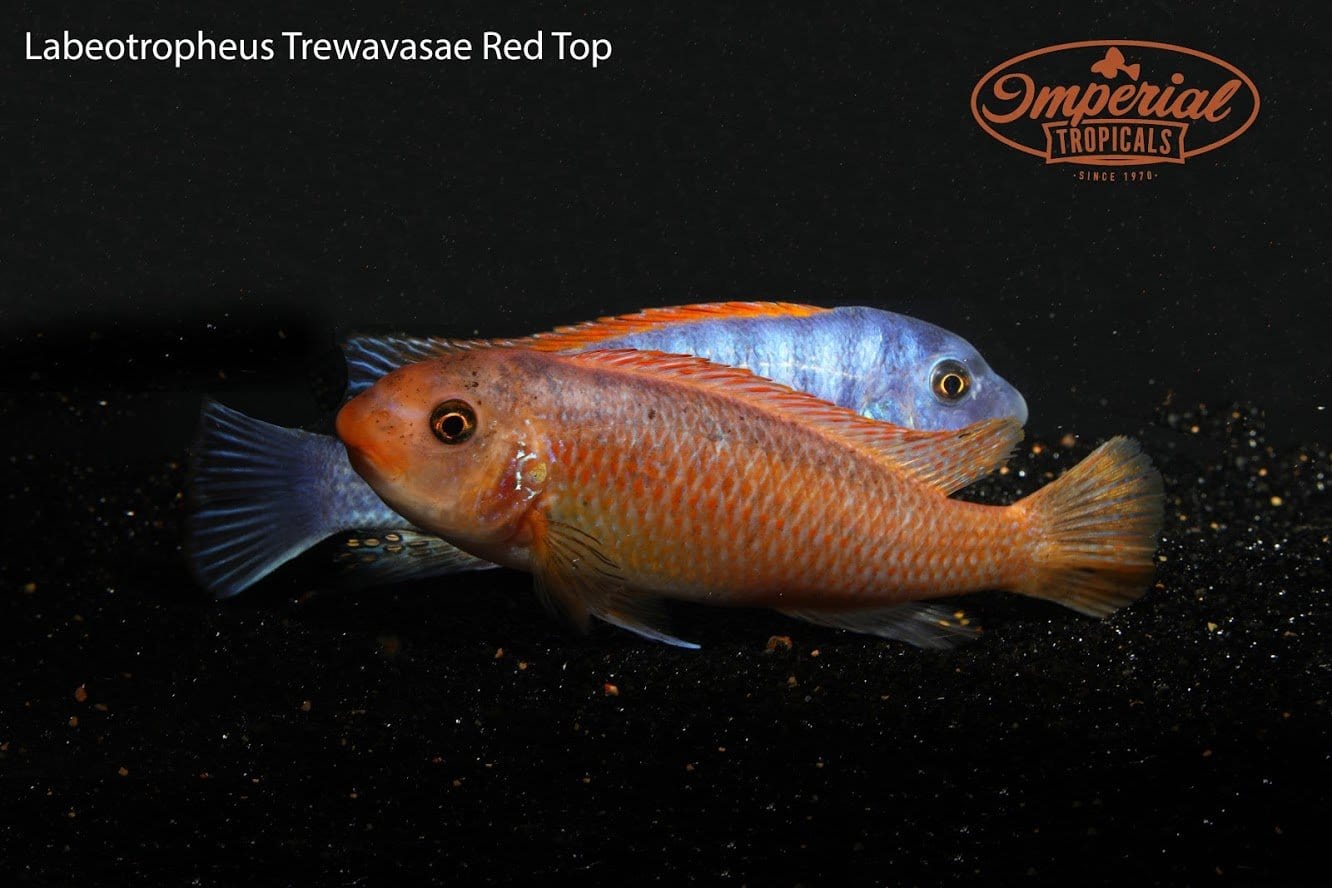 Red Top (Labeotropheus trewavasae) - Imperial Tropicals