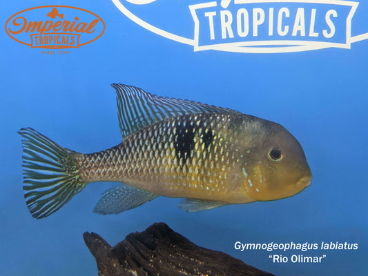 Gymnogeophagus labiatus Rio Olimar