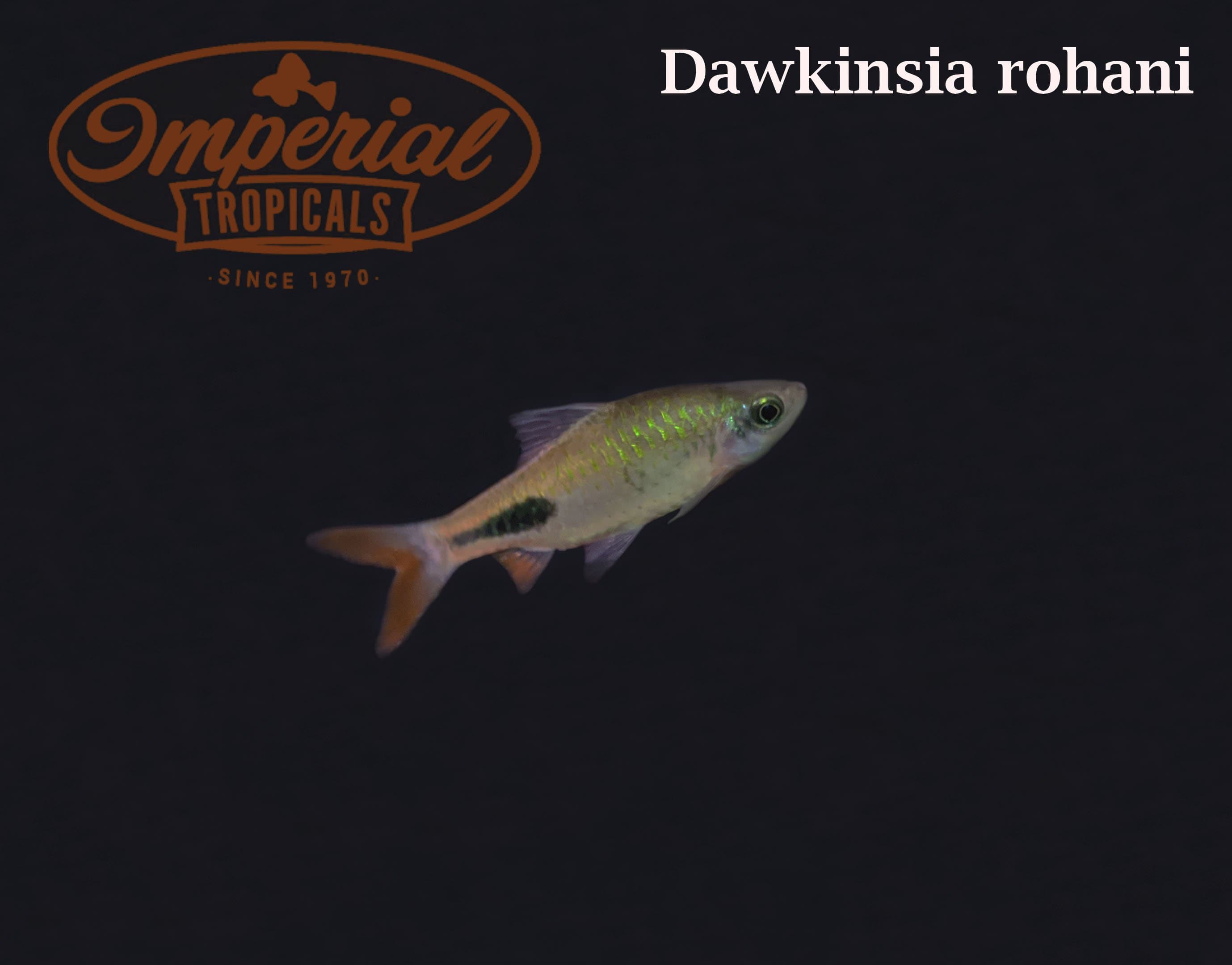 Rohan's Tear-Spot Barb (Dawkinsia rohani) - shop Imperial Tropicals