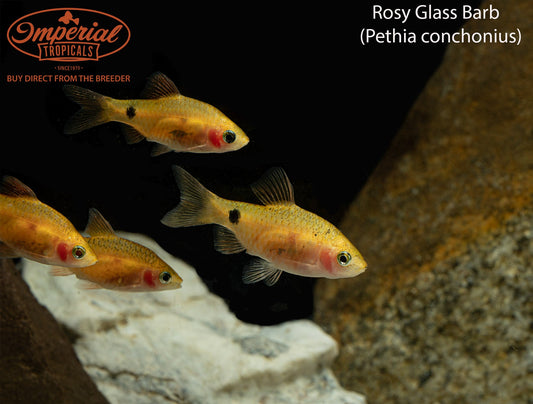 Rosy Glass Barb