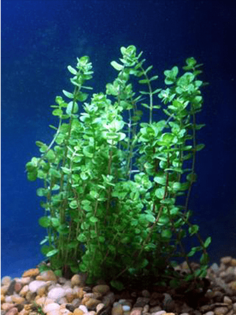 (Rotala indica) - Imperial Tropicals