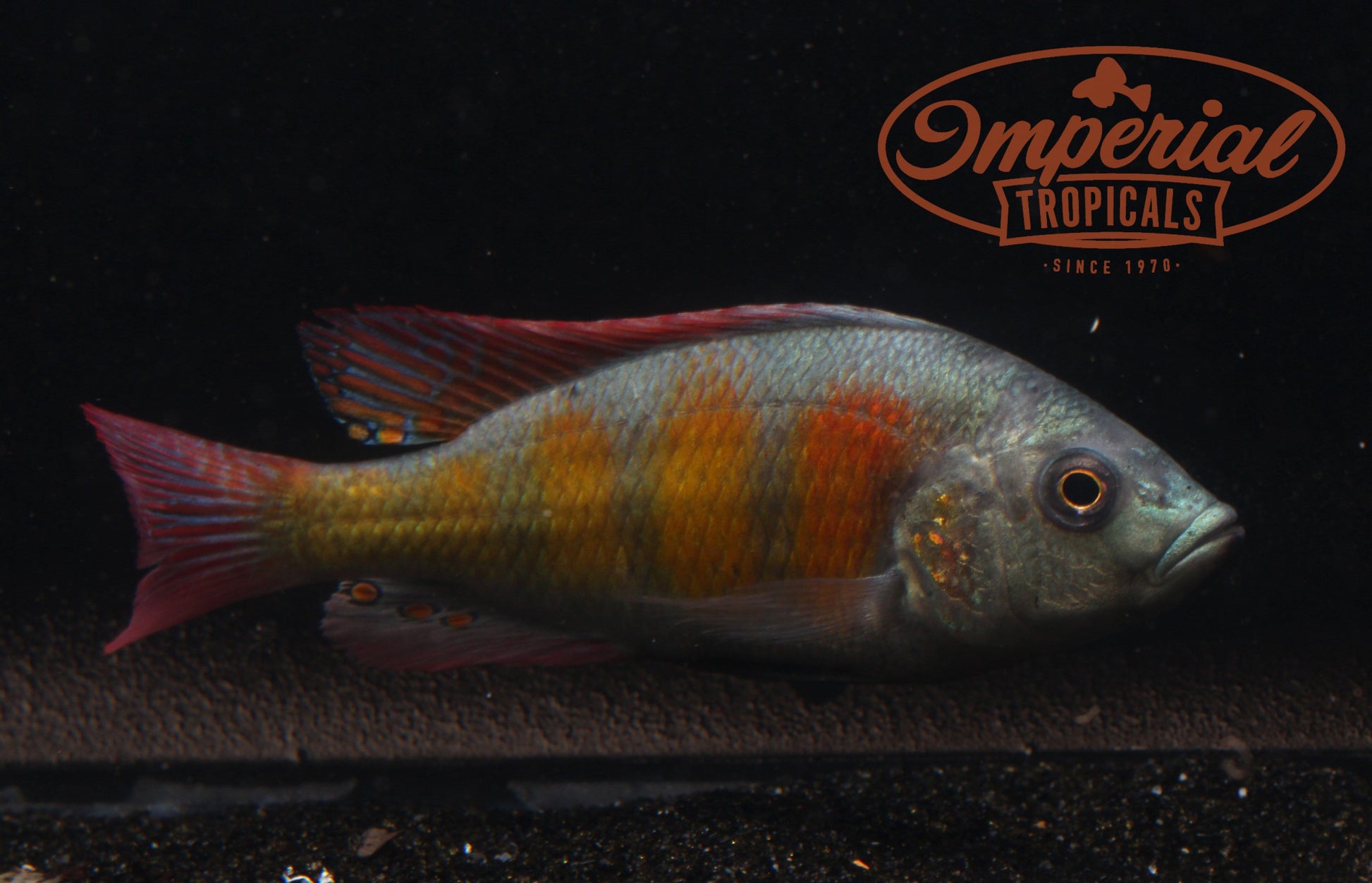 Thickskin Obliquidens (Haplochromis sp. 44) - Imperial Tropicals
