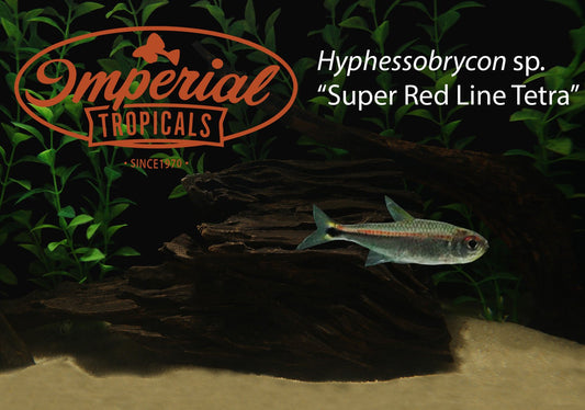Characiformes (Tetras) – Page 5 – Imperial Tropicals