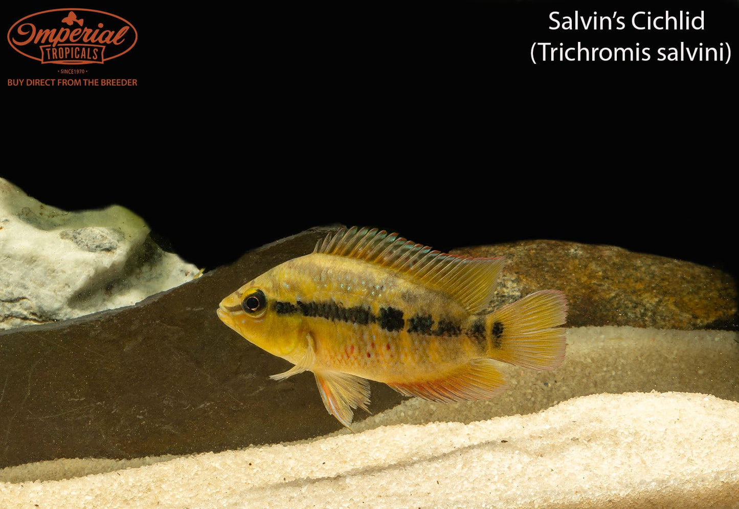Salvin's Cichlid