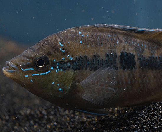Salvin's Cichlid (Trichromis salvini) - Imperial Tropicals