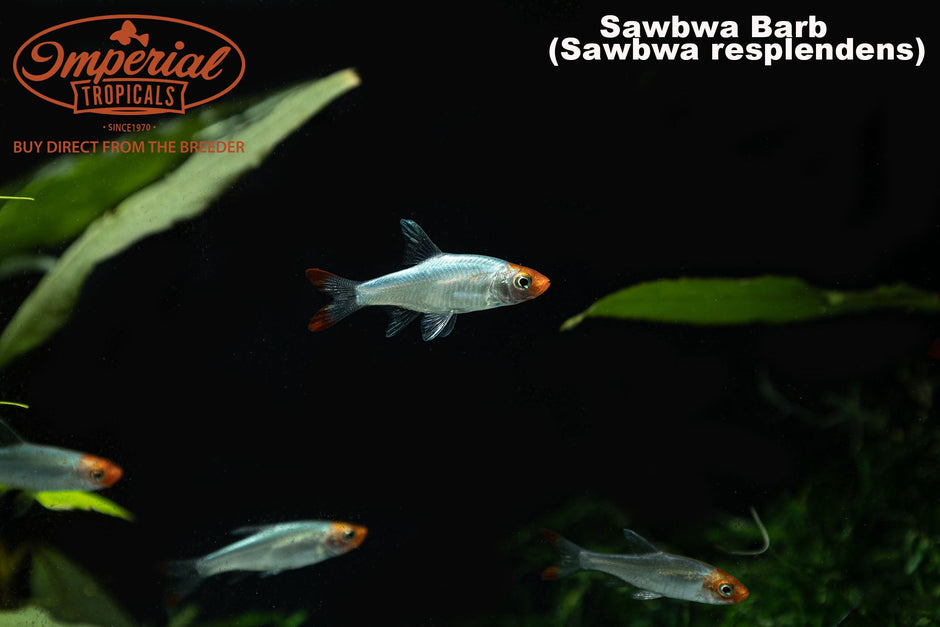 Imperial Tropicals Buy aquarium fish direct from the breeder