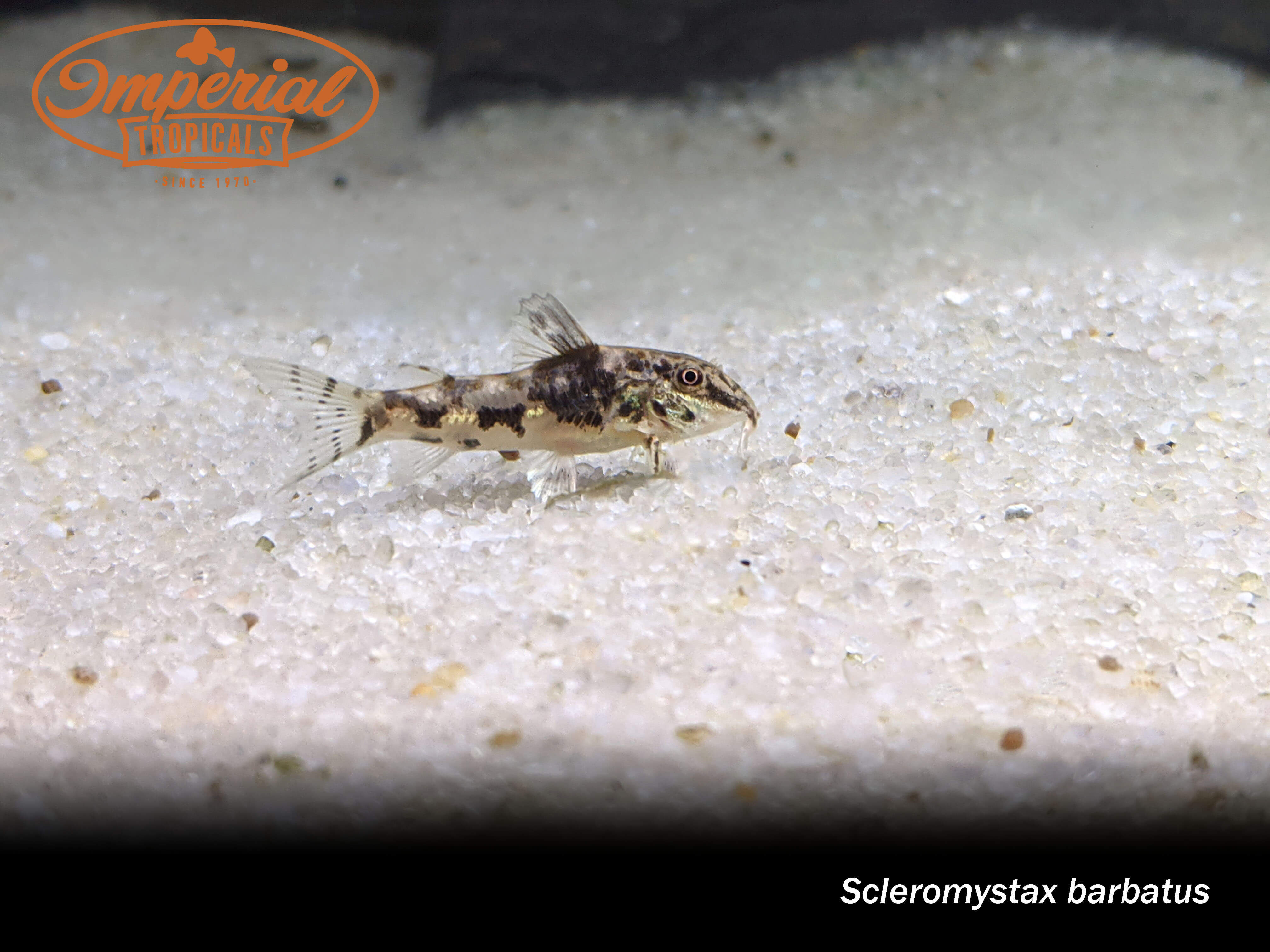 Scleromystax barbatus shop Imperial Tropicals