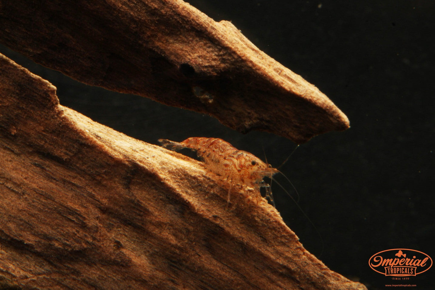 Mixed Neocaridina Shrimp (Neocaridina davidi) - Imperial Tropicals