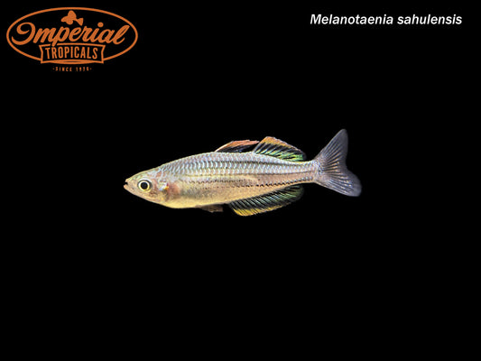 Skull Creek Rainbowfish