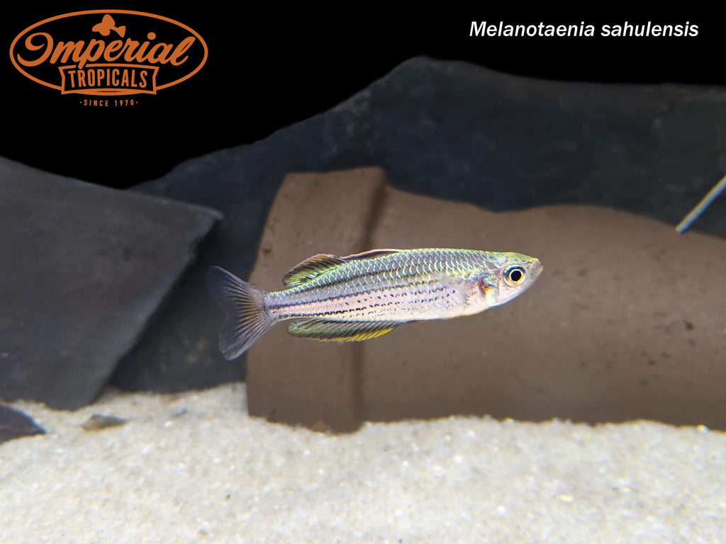 Skull Creek Rainbow Melanotaenia Sahulensis Imperial Tropicals