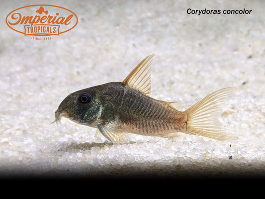 Slate Cory