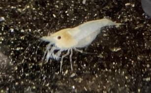 Snowball Shrimp (Neocaridina davidi) - Imperial Tropicals
