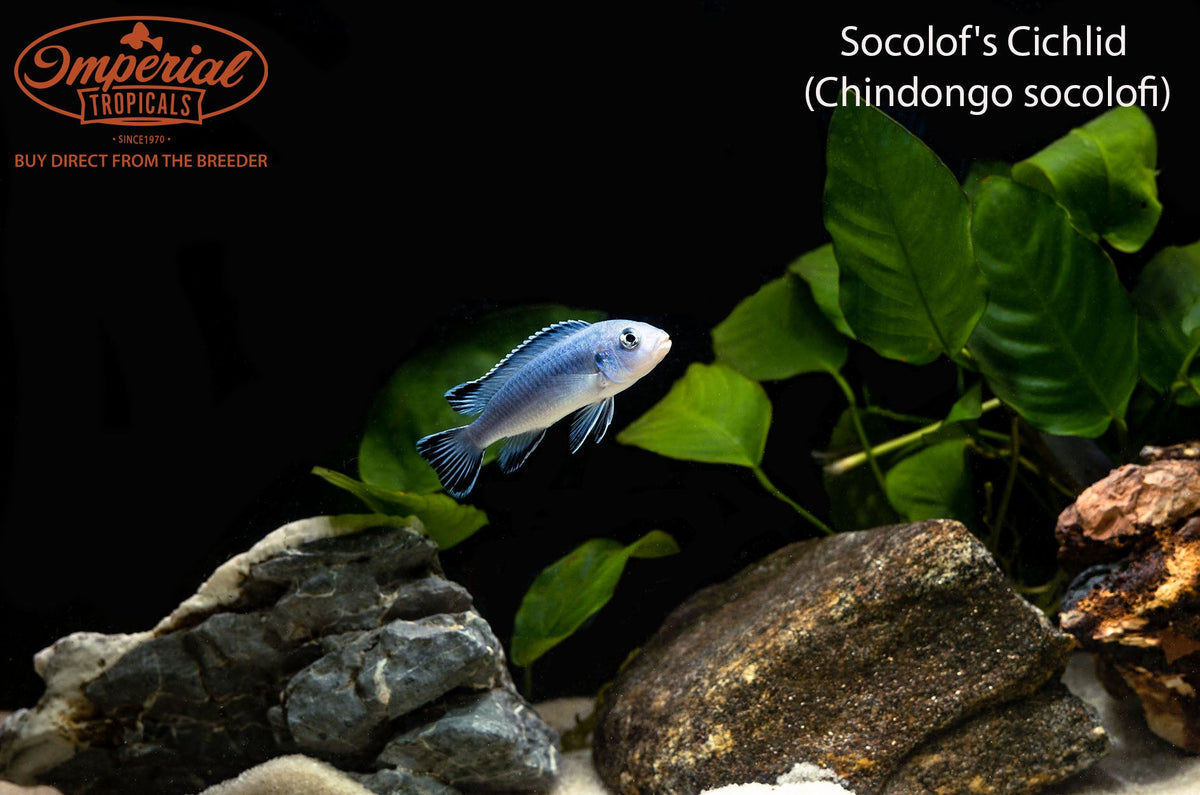 Socolof's Cichlid (Chindongo socolofi) - shop Imperial Tropicals