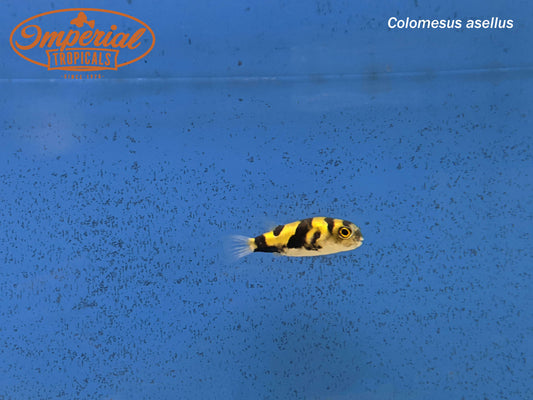 South American Puffer