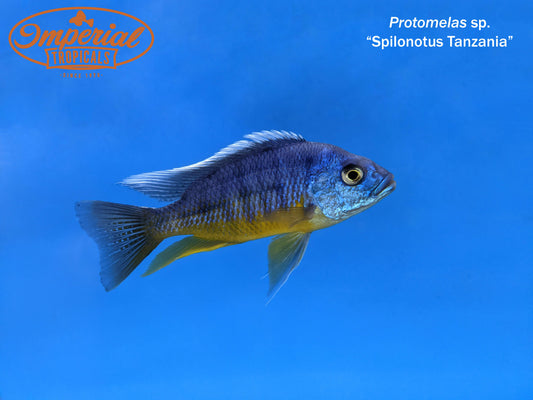 Protomelas sp. "Spilonotus Tanzania"