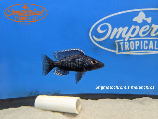 Stigmatochromis melanchros