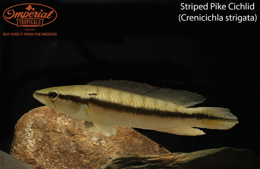 Striped Pike Cichlid