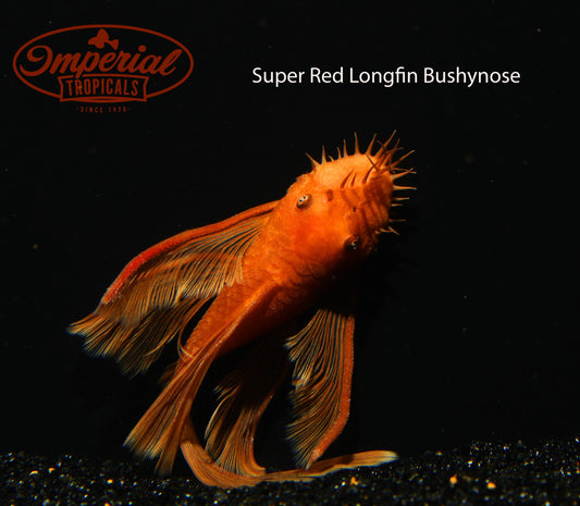 Longfin Super Red Bushynose (Ancistrus sp.) - Imperial Tropicals