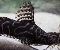 BOGO Synodontis angelicus/S. eupterus Hybrid