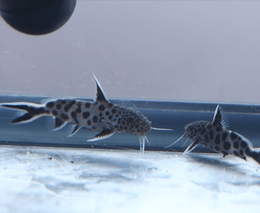 Dwarf Petricola (Synodontis lucipinnis) - Imperial Tropicals