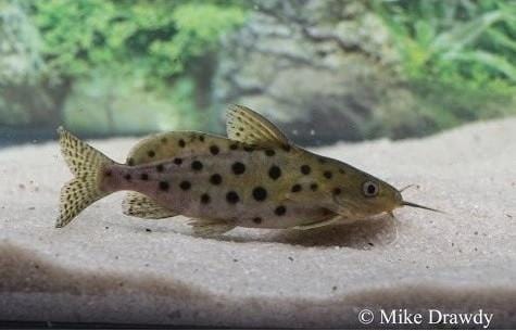 (Synodontis ocellifer) - Imperial Tropicals