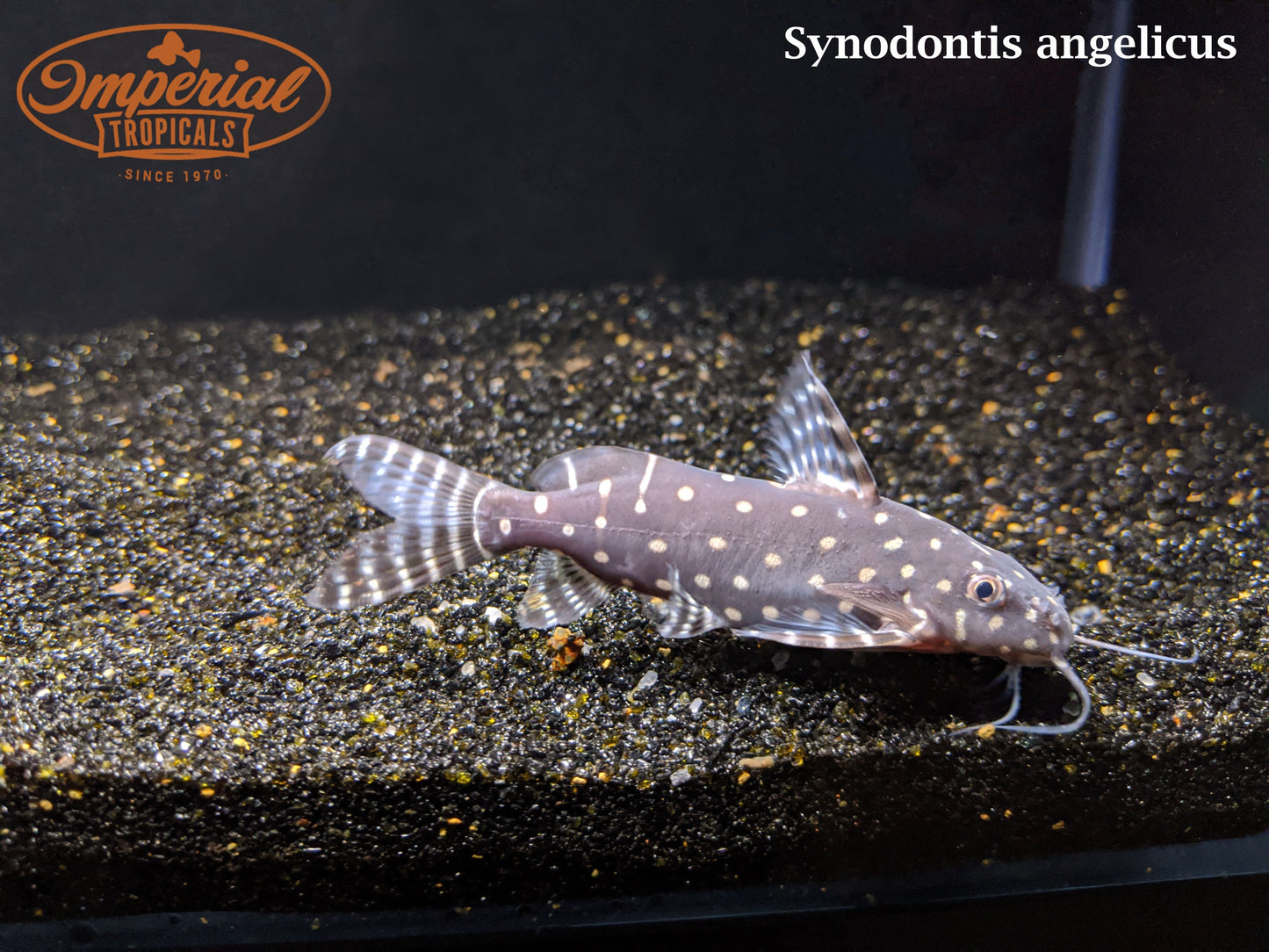 Polka Dot Squeaker Cat (Synodontis angelicus) - Imperial Tropicals