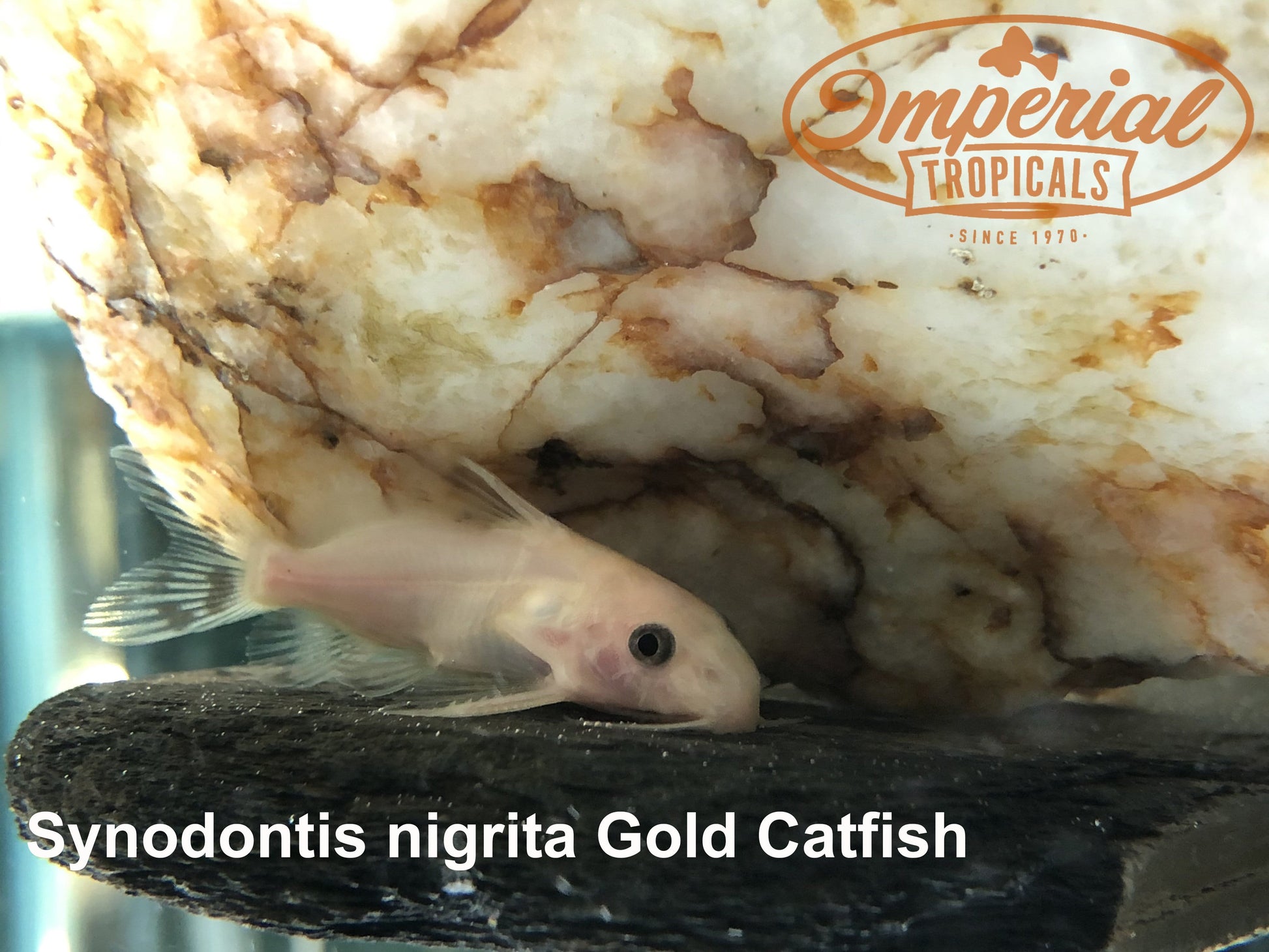 Gold Syno (Synodontis nigrita) - Imperial Tropicals
