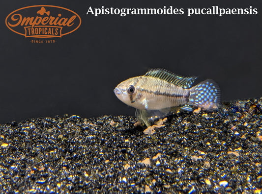T-Bar Apisto (Apistogrammoides pucallpaensis) - Imperial Tropicals