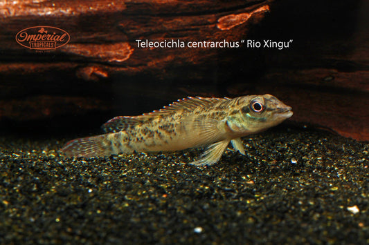 (Teleocichla centrarchus) - Imperial Tropicals