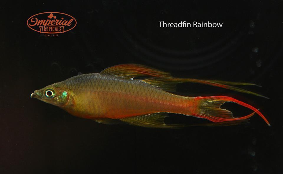 Threadfin Rainbowfish (Iriatherina werneri) - Imperial Tropicals