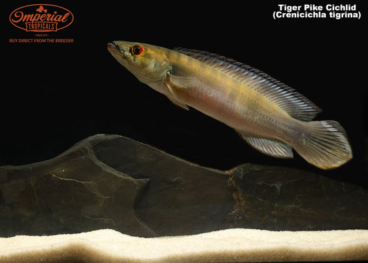 Tiger Pike Cichlid