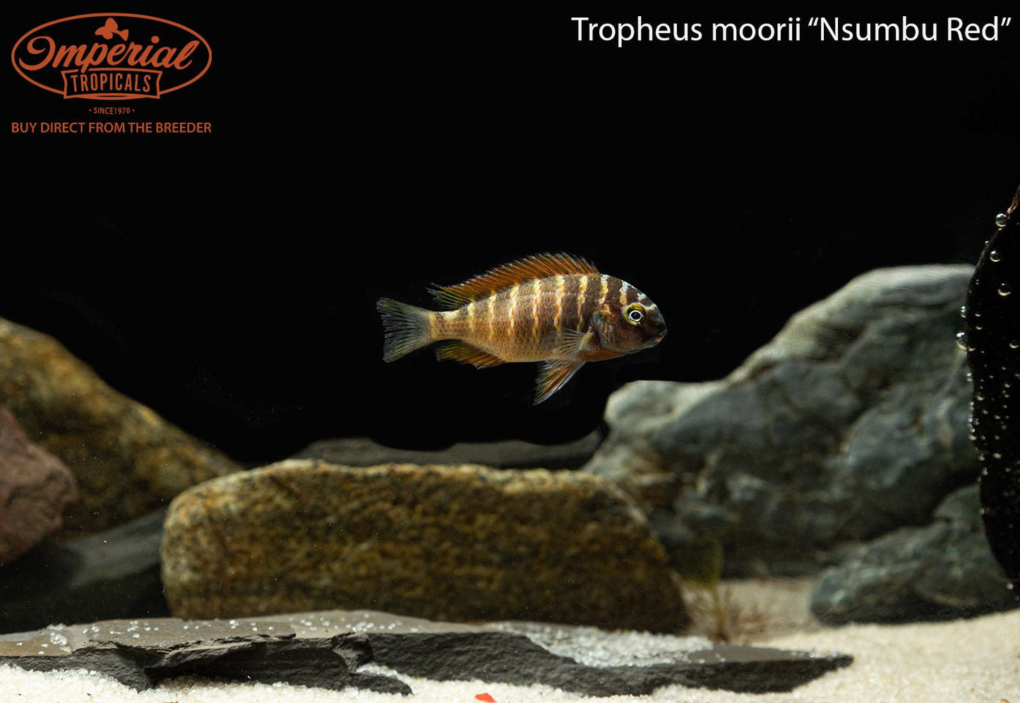 Tropheus moorii "Nsumbu Red"