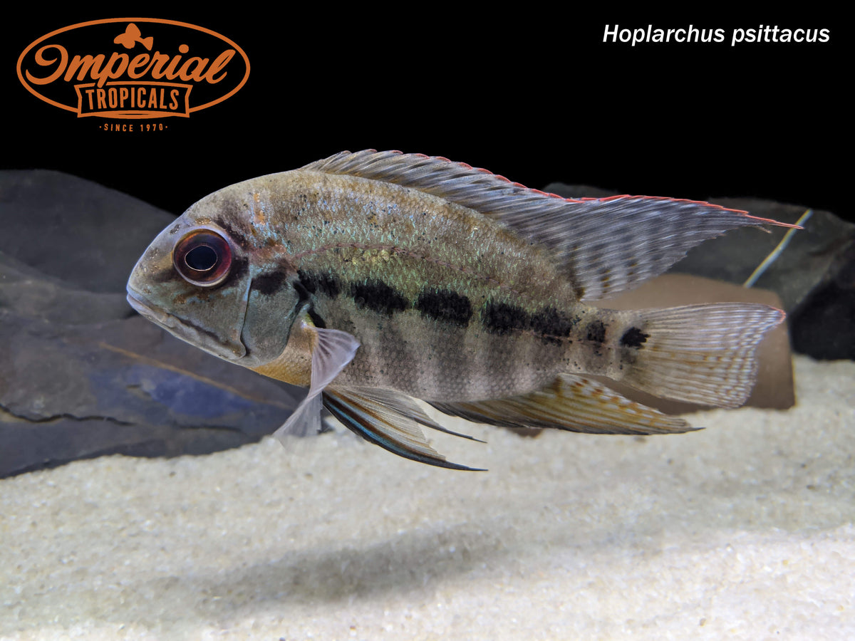 True Parrot Cichlid (Hoplarchus psittacus) - shop Imperial Tropicals