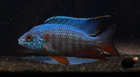 Turkis Peacock