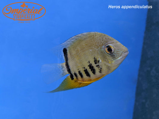 Turquoise Severum "Peru"