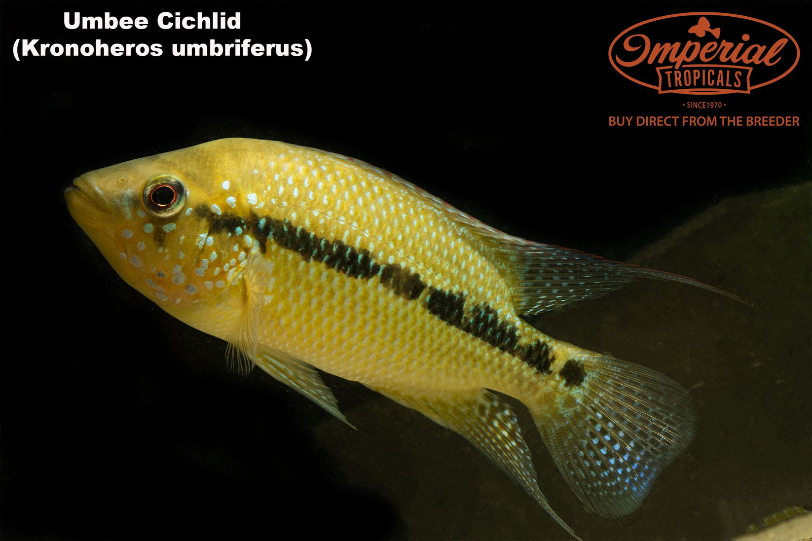 Umbee Cichlid Kronoheros Umbriferus Shop Imperial Tropicals