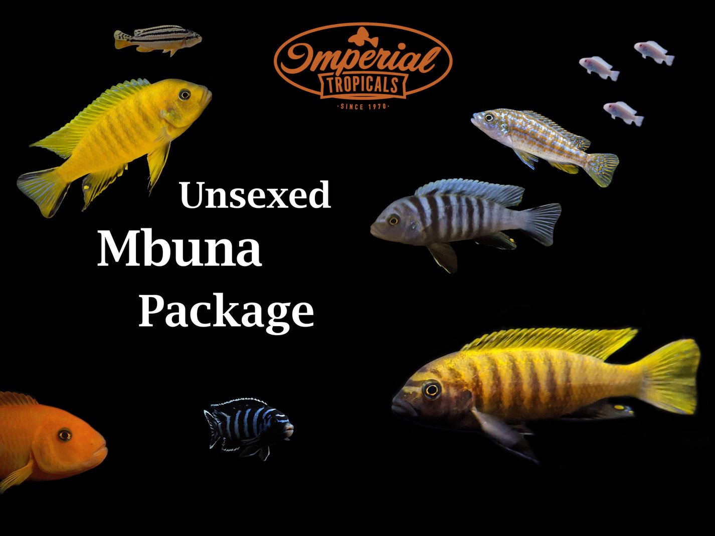 Assorted Mbuna Package shop Imperial Tropicals