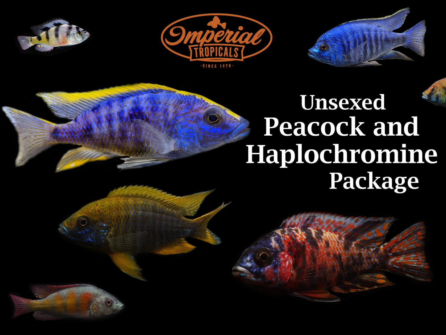 Unsexed Peacock/Haplochromines Cichlid Package