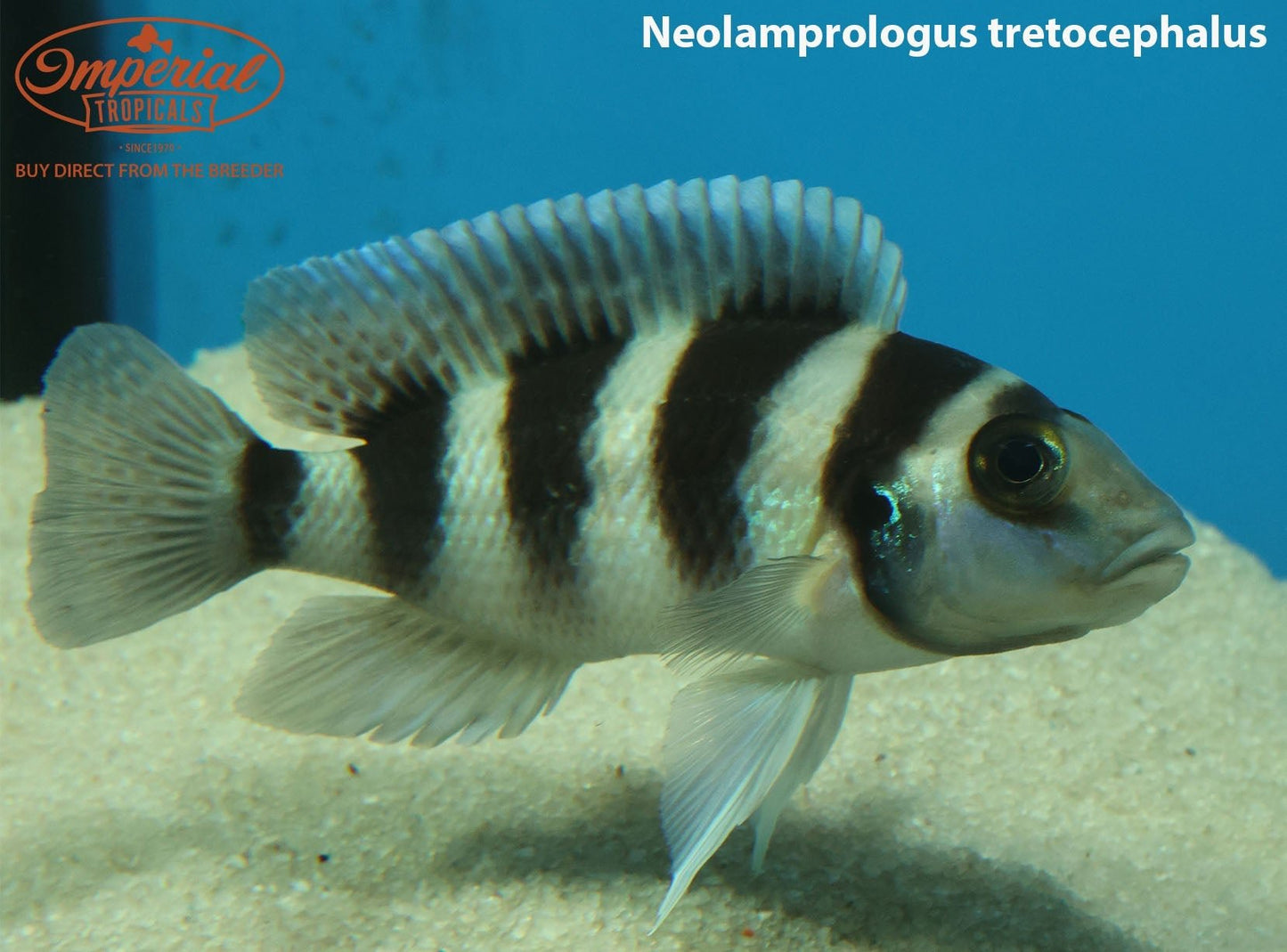 Neolamprologus tretocephalus - shop Imperial Tropicals