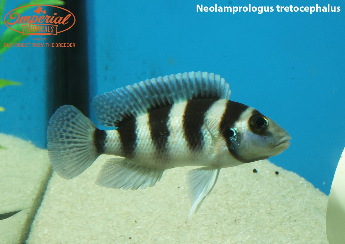 Neolamprologus tretocephalus