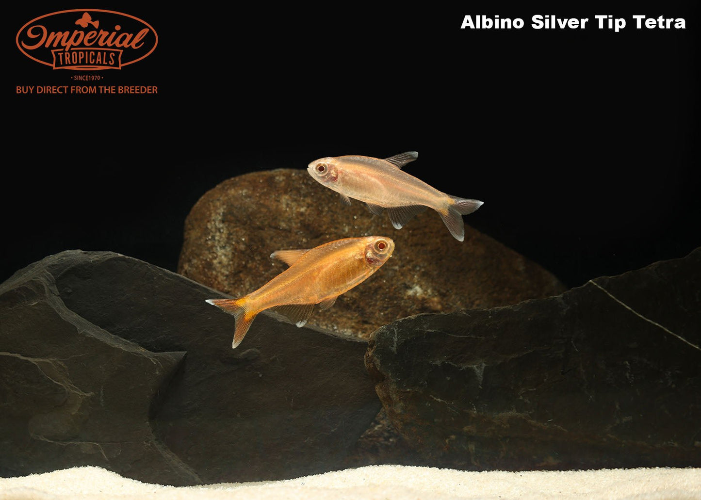 Albino Silver Tip Tetra