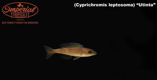 Cyprichromis leptosoma "Utinta"