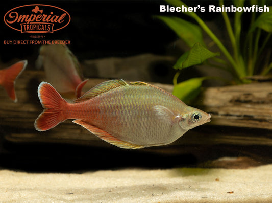Bleher's Rainbowfish