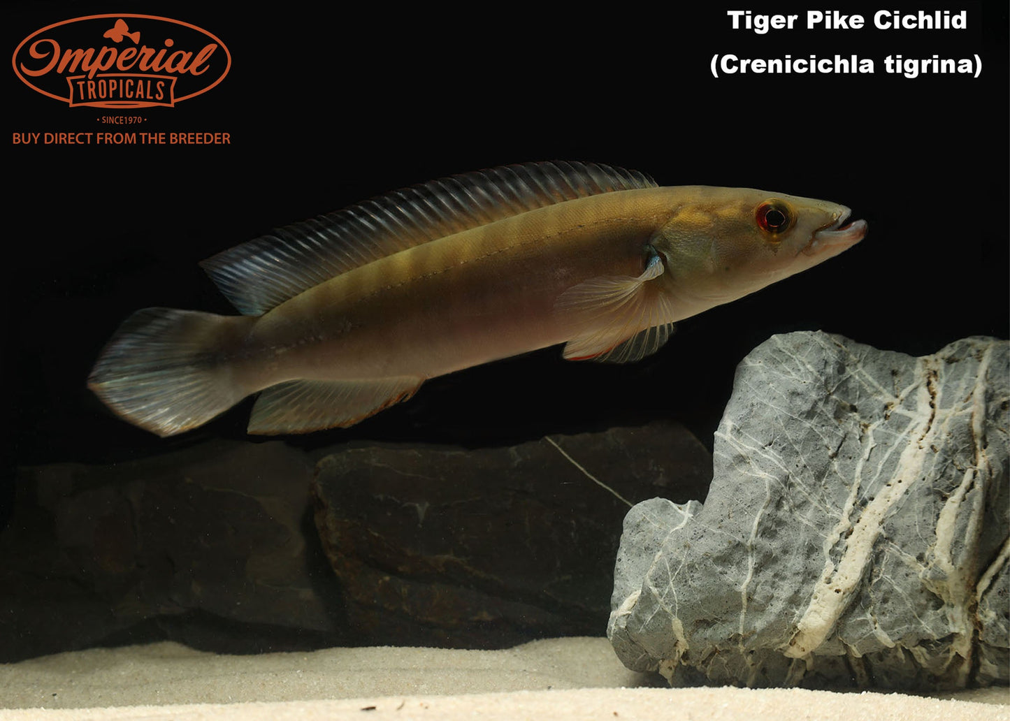 Tiger Pike Cichlid