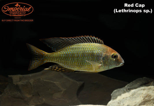 Red Cap Lethrinops