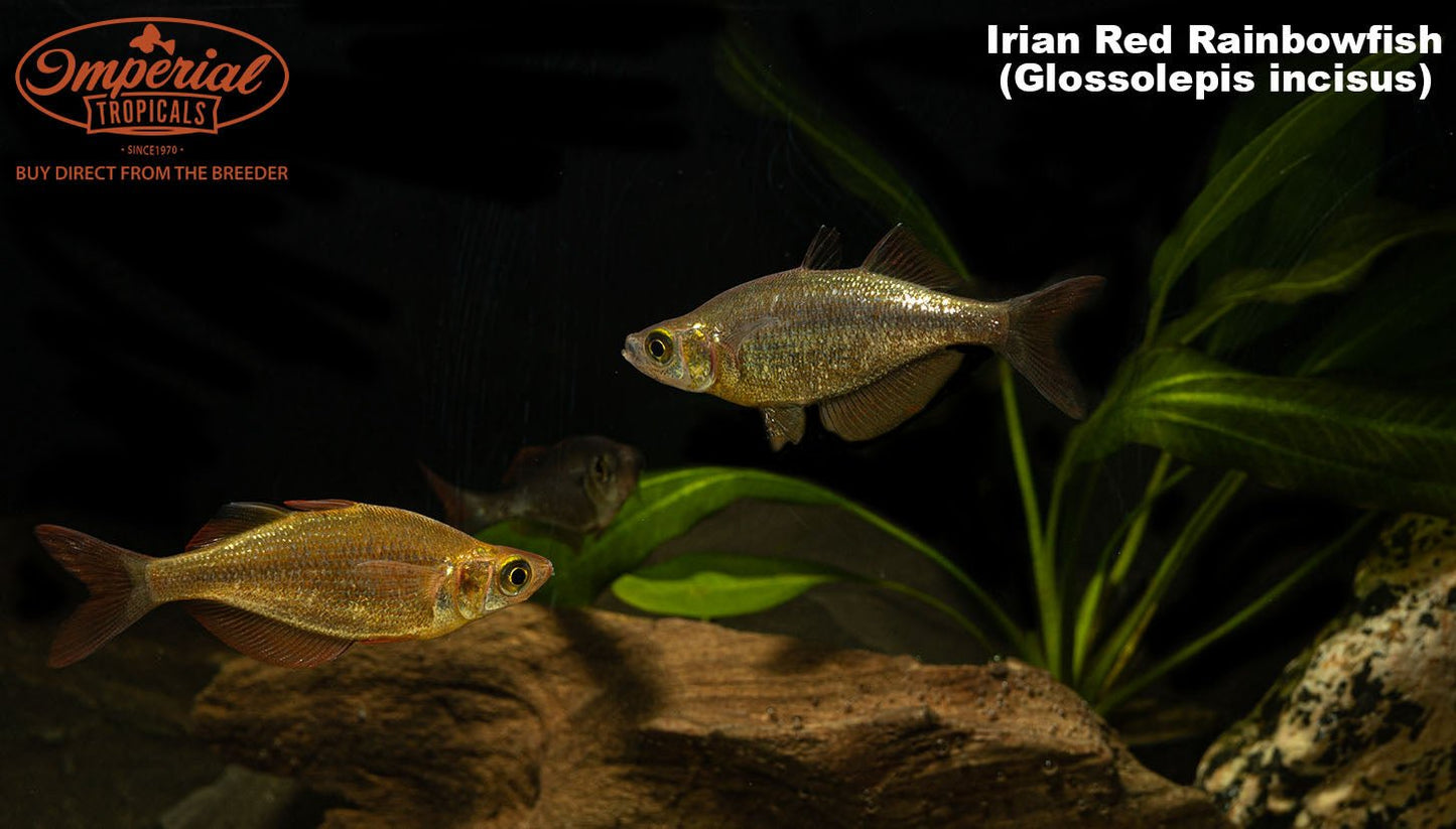 Irian Red Rainbowfish