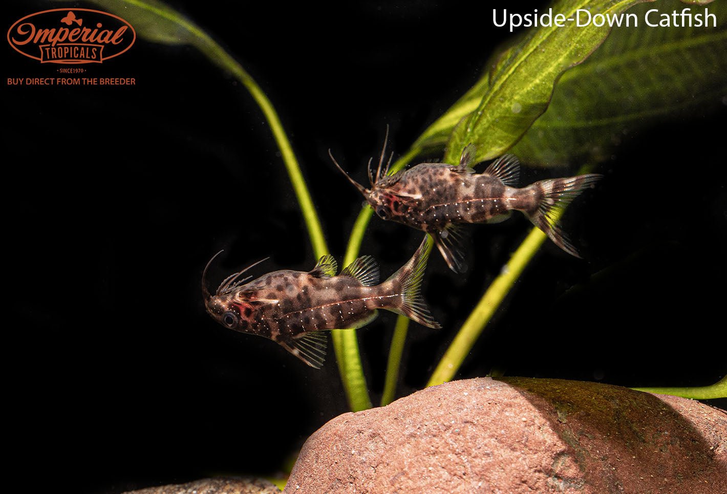 Upside-Down Catfish (Synodontis nigriventris) - shop Imperial Tropicals