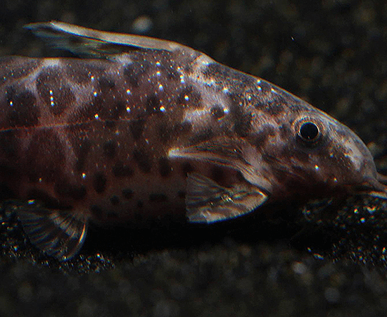 Upside-Down Catfish (Synodontis nigriventris) - Imperial Tropicals
