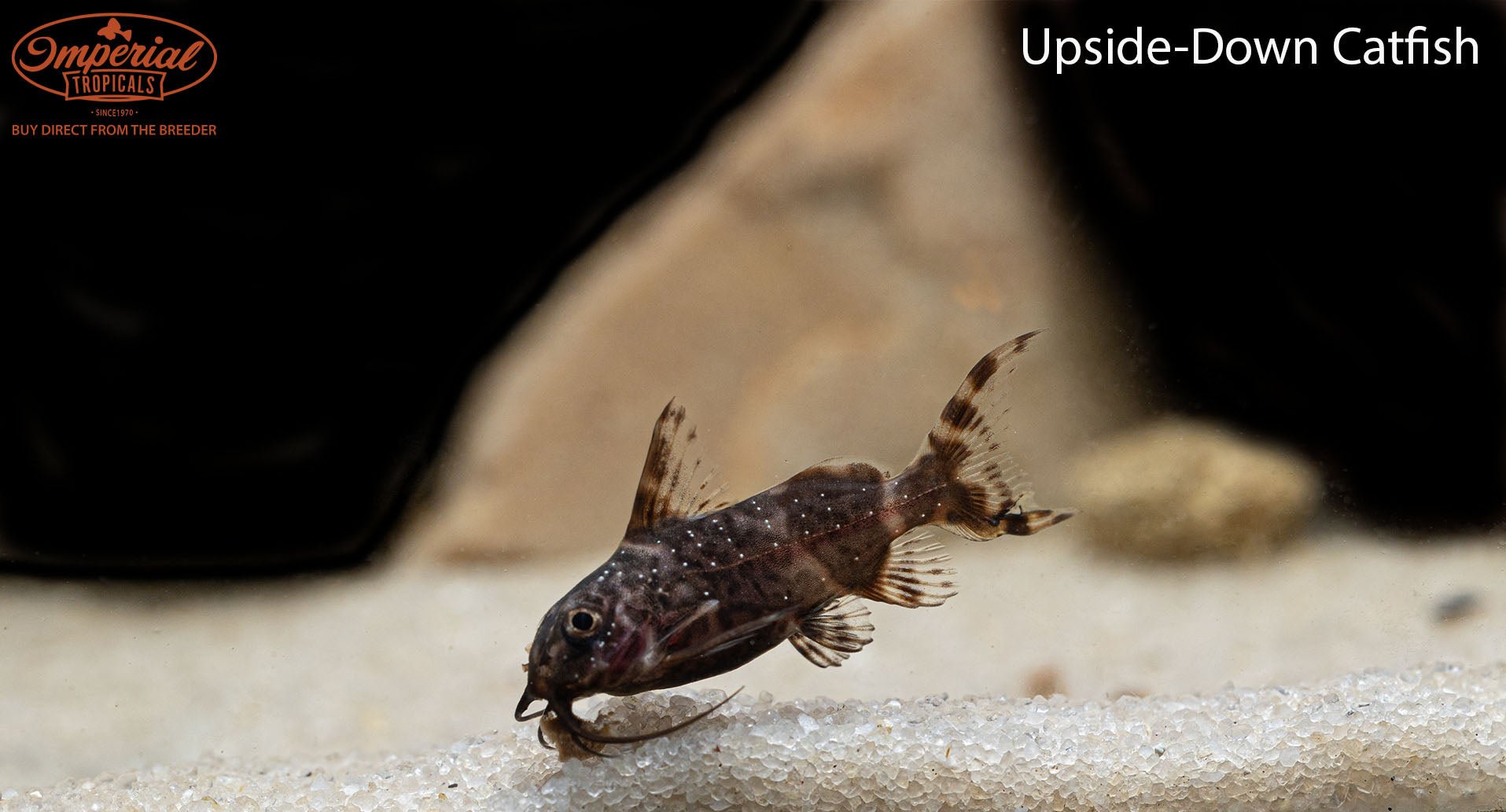 Upside-Down Catfish (Synodontis nigriventris) - shop Imperial Tropicals