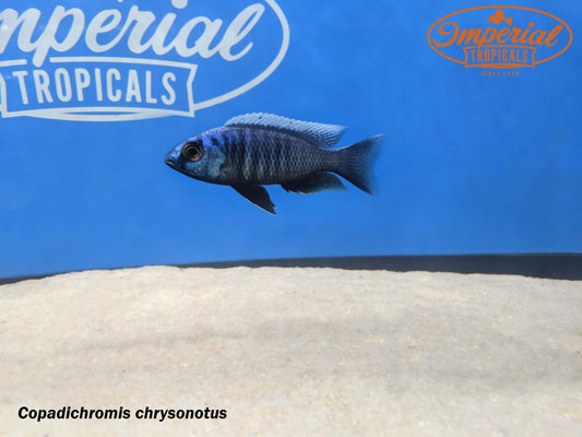 White Blaze Copadichromis